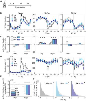 Microglial repopulation alleviates age-related decline of stable wakefulness in mice